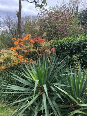 a garden with colorful flowers and plants at Casa Grande de Fuentemayor in Silleda