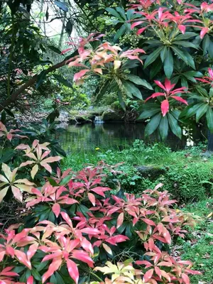 a garden with pink flowers and a pond at Casa Grande de Fuentemayor in Silleda