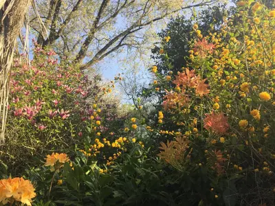 a garden filled with colorful flowers and trees at Casa Grande de Fuentemayor in Silleda