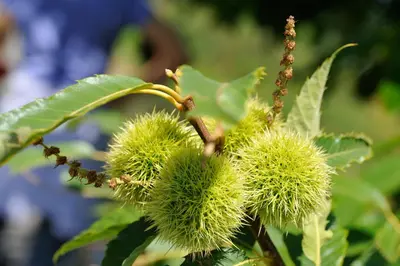 a bunch of green balls on a tree branch at A Casa da Eira in Cerreda