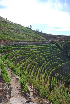 a field of crops on a hill with a dirt road at A Casa da Eira in Cerreda