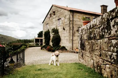 a dog standing in the grass next to a stone wall at Casa Grande Do Bachao in Santiago de Compostela