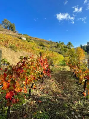 a row of vineyards on a hill with autumn foliage at Hotel Cadario 1925 in Tebongo