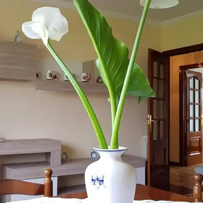 Apartamento A Pampillosa