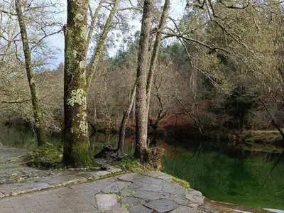 a group of trees next to a river at 4 Soles in Puente Caldelas