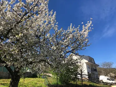 a flowering tree in front of a white house at Casa turismo rural Becar in Corullón