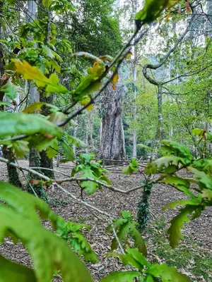 a tree in the middle of a forest at Duerming Ría de Viveiro in Viveiro