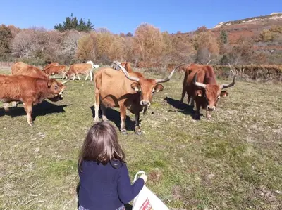 a little girl looking at a herd of cows in a field at O Busto Aldea Rural, Apartamento HORNO 1 in Puebla del Brollón