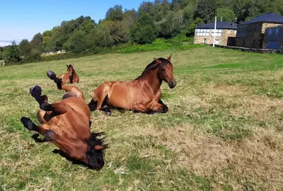 a group of horses laying in a field at O Busto Aldea Rural, Apartamento HORNO 2 in A Pobra do Brollon