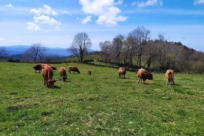 a herd of brown cows grazing in a field at O Busto Aldea Rural, Apartamento HORNO 2 in A Pobra do Brollon
