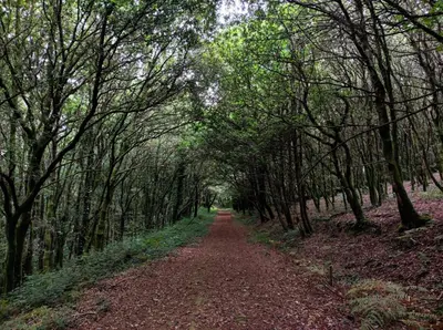 a dirt road through a forest with trees at Súper apartamento Santiago in Santiago de Compostela