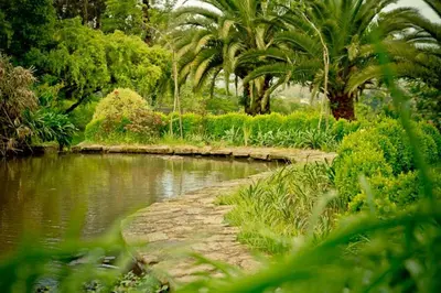 a pond in a garden with palm trees and plants at Casa de Casal in Lestedo