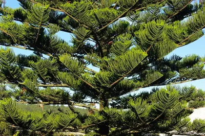 a close up of a pine tree with green needles at Hotel y Apartamentos Arias in Navia