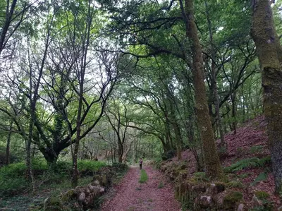 a person walking down a path in the woods at O Noso Lar - RIBEIRA SACRA in Nogueira de Ramuin