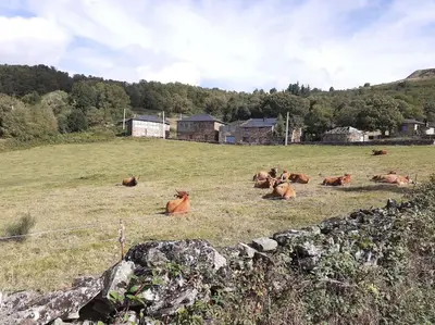 a group of cows laying in a field at O Busto Aldea Rural in A Pobra do Brollon