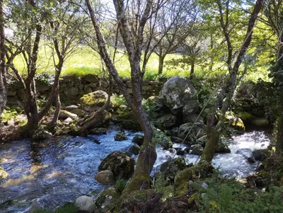 a stream with trees and rocks in a forest at A Beira da Cortella in Melón