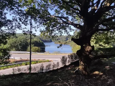 a tree on the side of a road with a lake at Casa da Escuela in Caldas de Reis