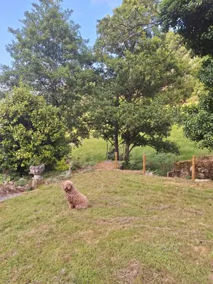 a dog sitting in the grass in a field at EL VIEJO MOLINO in Lugo