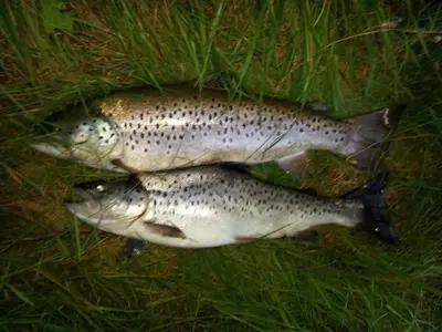 two fish laying on the ground in the grass at Casa Rural Turística Casa Nicolau 1 in Barbudo